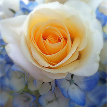 yellow rose and blue flowers 