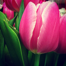 closeup of pink tulips