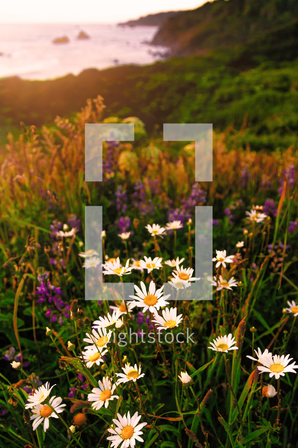 meadow of daisies and lupine 