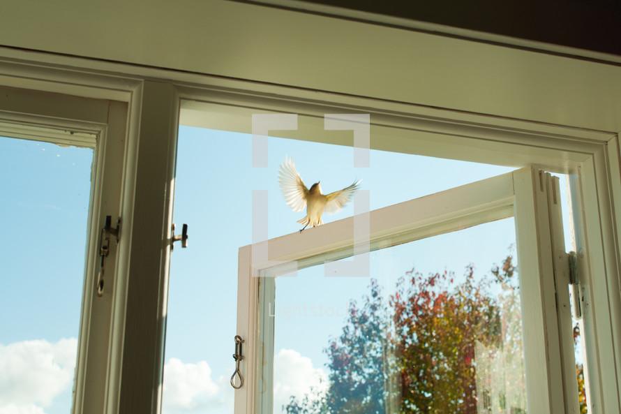 a bird flying out of a window 