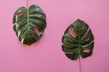 palm leaves on a pink background 