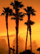 palm tree silhouettes against a relaxing orange sky at sunset in Central Florida. 