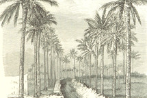 ancient palms, Hosanna 