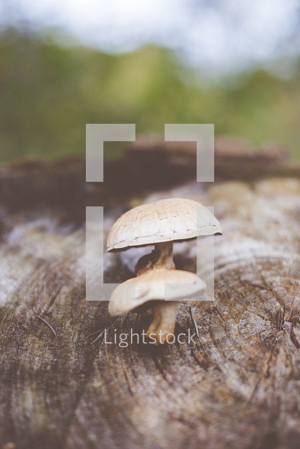 mushrooms on a log 