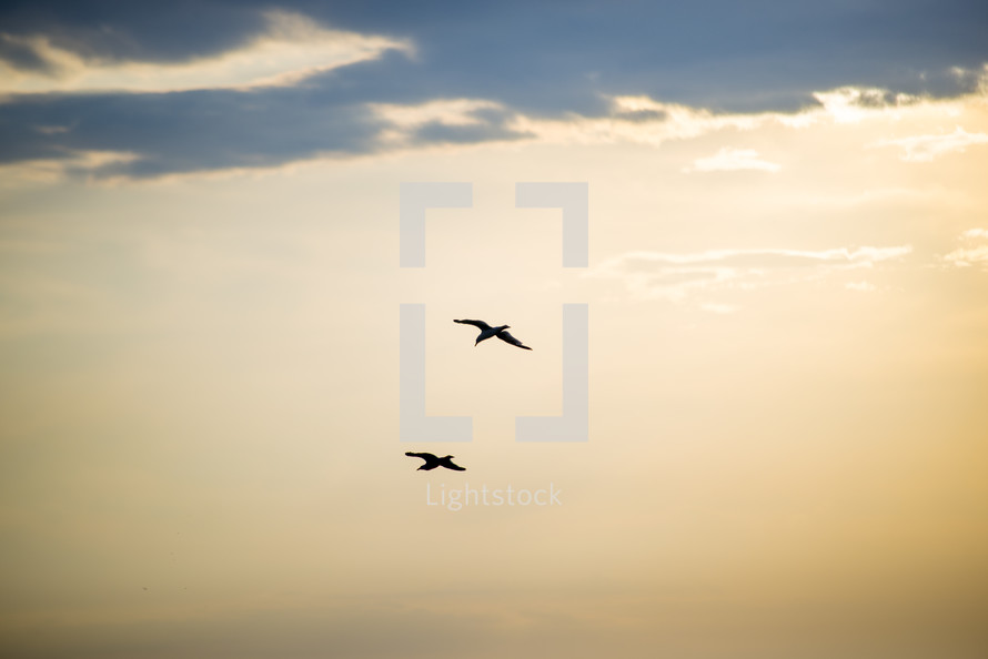 silhouettes of geese in flight 