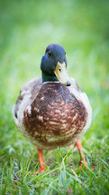 male mallard duck 
