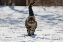 Cat walking toward the camera in the snow