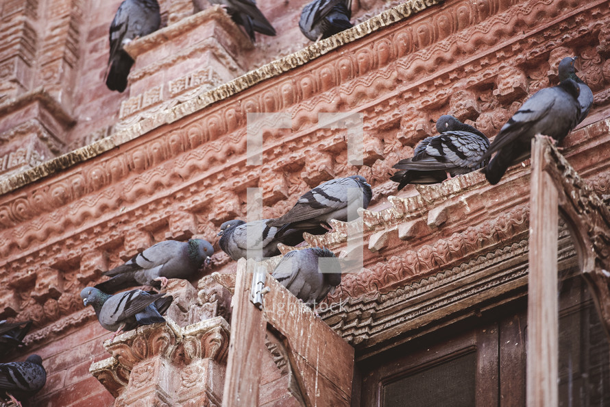 pigeons on a roof in Tibet 