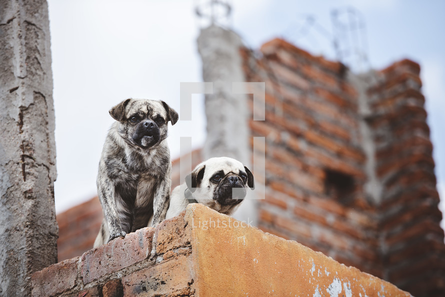 pugs looking over a wall 