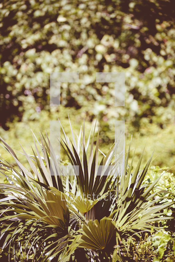 palm fronds landscaping outdoors 