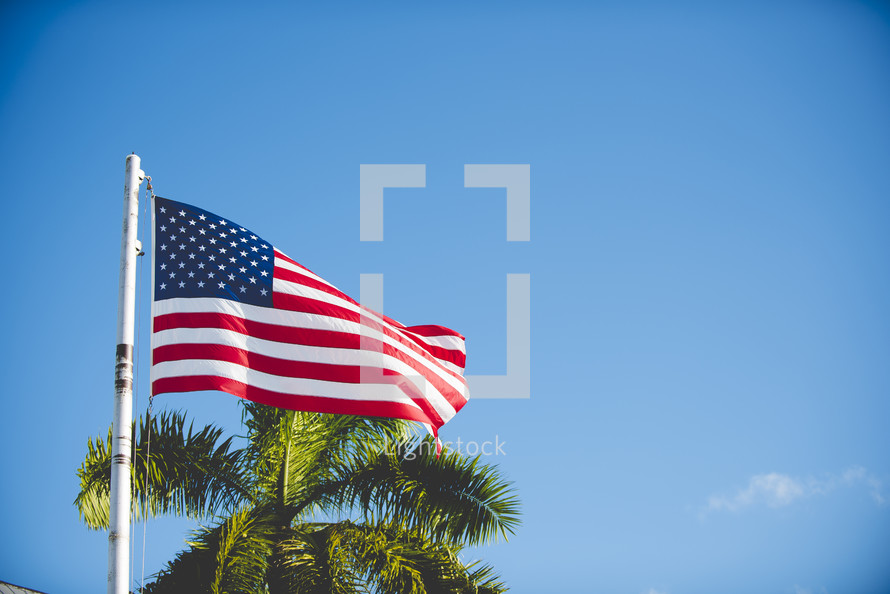 American flag and palm tree 