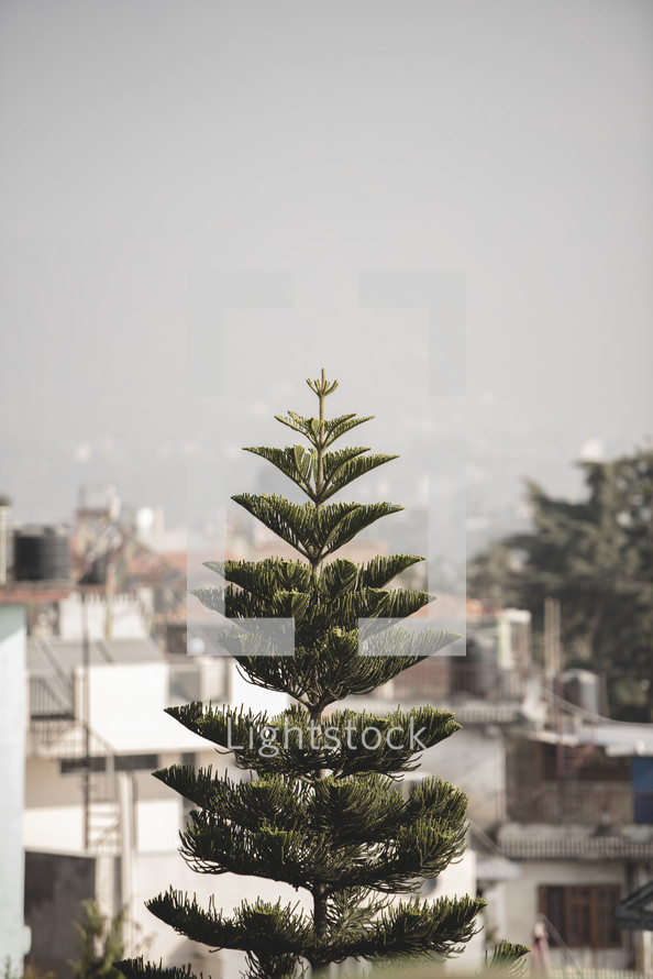 tree and houses in Nepal 