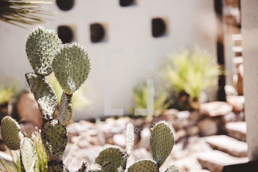 cactus outdoors 