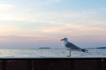seagull on a ledge 