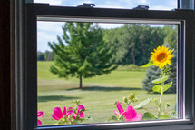 view of flowers out a window 