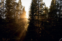 rays of sunlight behind trees in a forest 