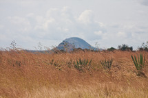 brown grasses and distant hill 