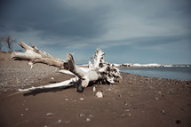 driftwood on a beach 