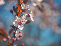 spring cherry blossoms 