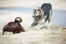dogs playing at the beach 