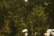 Snow falling in front of a forest of trees