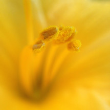 pollen on anthers 