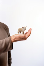 A small sheep in the palm of a man's hand