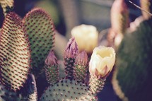 yellow cactus blooms 
