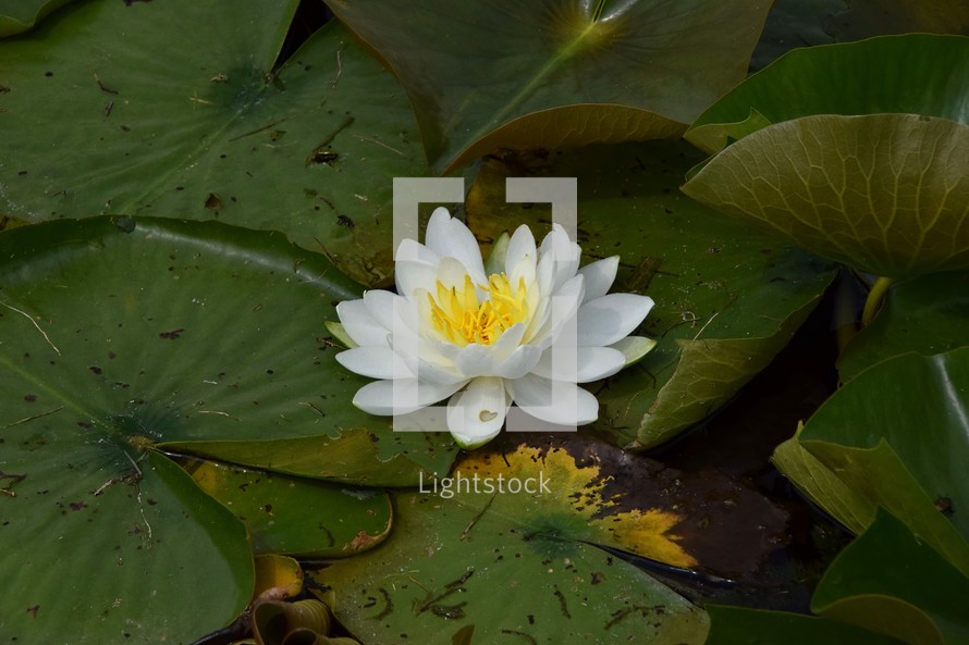 Lilypad flower on a lake