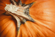 Close up of pumpkin from above