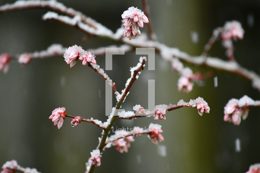 snow on spring blossoms 
