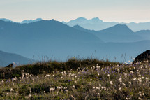wildflowers and mountain peaks 