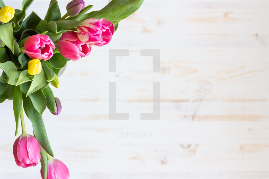 pink and yellow tulips on a white wood background 