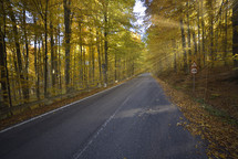 Splendid image in the forest colored leaves, asphalt road, sunset light with sunbeams 