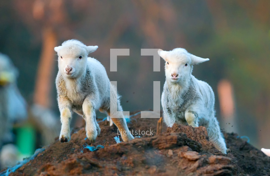 running lambs 