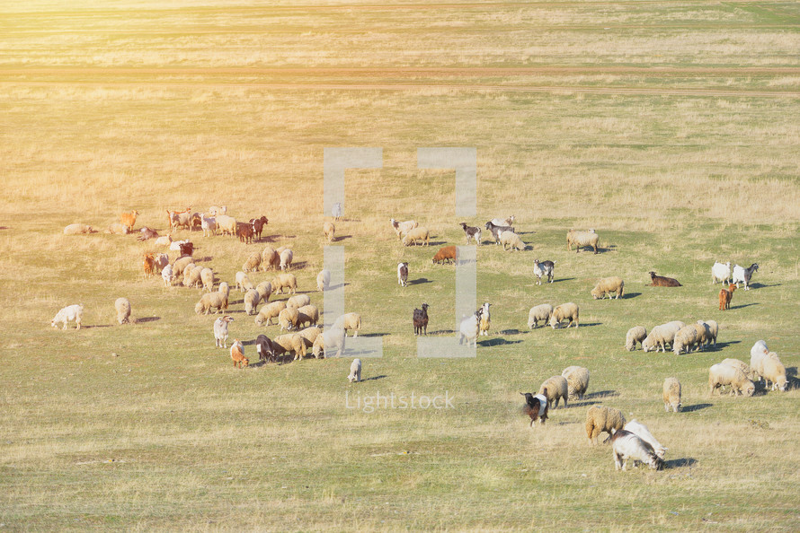 goats, sheep, and lambs in a pasture 