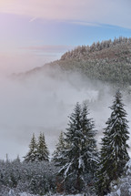 Fir trees full of snow on cold winter in mountain landscape and fog 