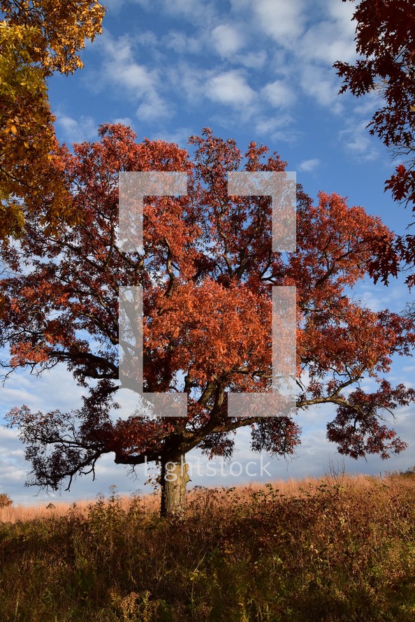 A large tree with rich red-orange leaves stands prominently against a backdrop of a clear blue sky as Sunlight casts shadows on the ground.