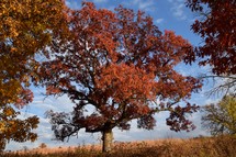 A large tree with rich red-orange leaves stands prominently against a backdrop of a clear blue sky as Sunlight casts shadows on the ground.