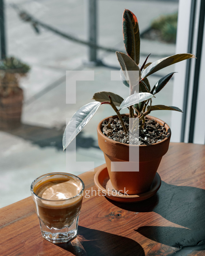 potted plant and espresso shot 