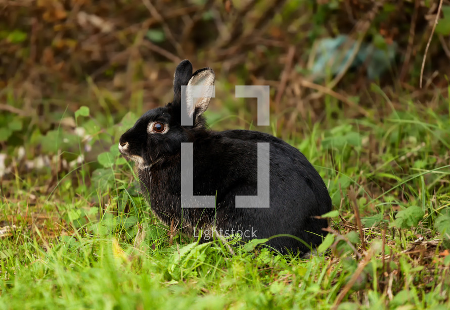 black rabbit photographed in the forest.