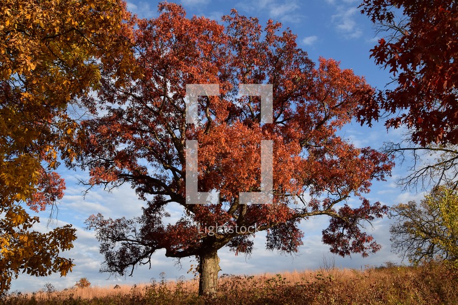 A large tree with rich red-orange leaves stands prominently against a backdrop of a clear blue sky as Sunlight casts shadows on the ground.