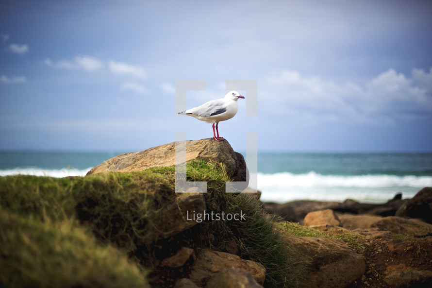 seagull on a stone at a beach 