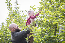 father lifting his son to pick and apple 
