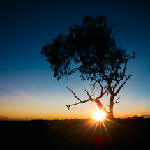 sunburst behind a tree at sunset 