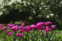 tulips and spring trees 