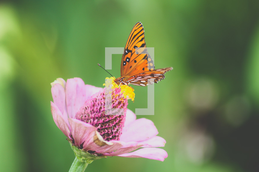 a butterfly on a pink flower 