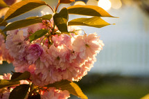 pink blossoms and sunlight 
