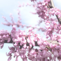 pink spring blossoms on tree branch