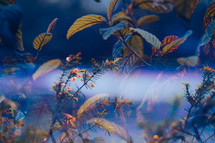 A view of heavenly creation. A blue background with leaves in focus and alight splash across the middle